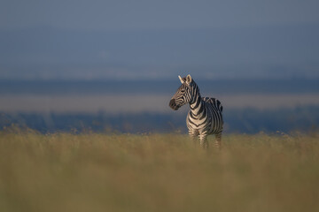 Fototapeta premium Plains zebra with catchlight standing on horizon