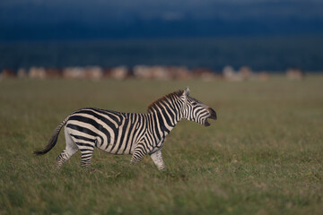 Fototapeta premium Plains zebra with catchlight walks across savanna
