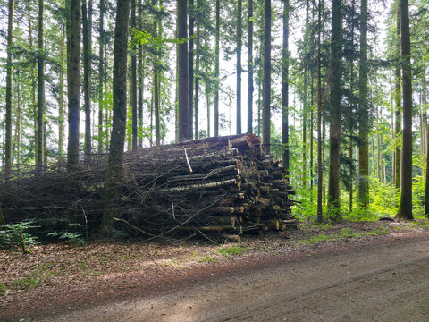 germany, forest pathway lined with stacked logs deep within flourishing black forest wilderness retreat