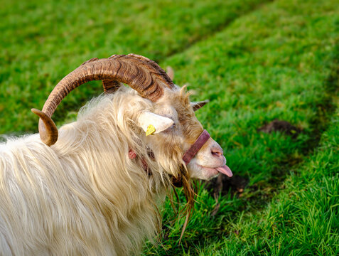 Kaschmirziegenbock auf einer Weide