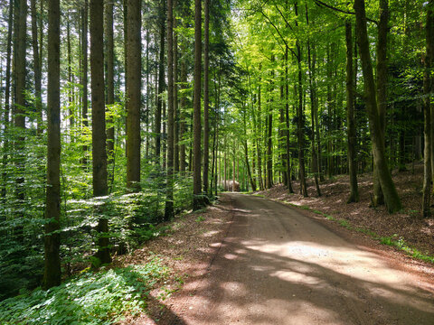 germany, long magical woodland trail illuminated by sunlight through vibrant branches in enchanting forest