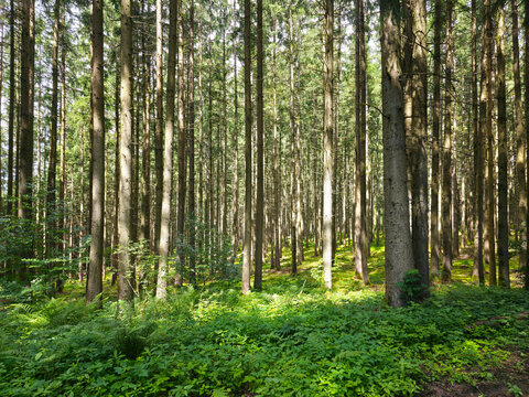germany, jungle like forest interior glowing with sunbeams and rich greenery deep in black forest
