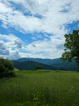 germany, golden grainfield framed by trees with majestic mountains beyond in glorious black forest sunshine