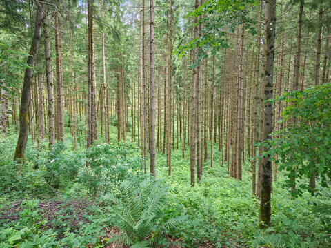 germany, enchanting conifer forest interior with towering trunks and vibrant green ground cover in summer