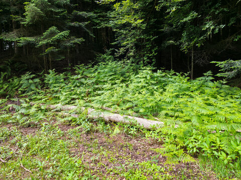 germany, vibrant forest edge carpeted with lush fern plants creating refreshing black forest summer scenery