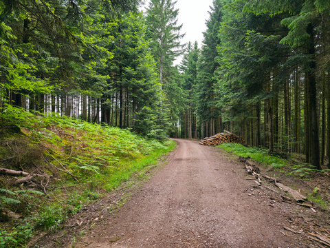 germany, charming woodland trail beside stacked timber showcasing sustainable forest life and natural beauty