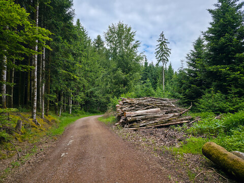 germany, sweeping curved trail across vast forest clearing with sunlit timber and exceptional summer atmosphere