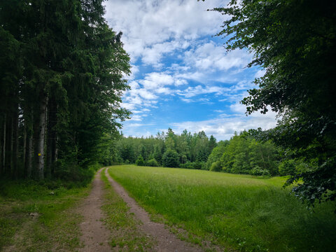 germany, endless forest edge pathway beside vibrant green pastures showcasing remarkable black forest tranquility