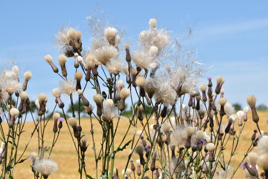 Acker-Distel, Cirsium arvense (L.) Scop, Samenreife