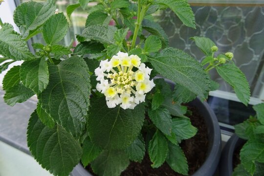 Lantana flowers in the spring - evolvent flower.