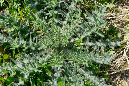 Kratzdistel, Gew&ouml;hnliche,  Cirsium vulgare, Jungpflanze, Blattrosette