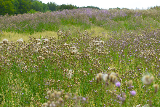 Acker-Distel, Cirsium arvense (L.) Scop, Samenreif, Brachfl&auml;che