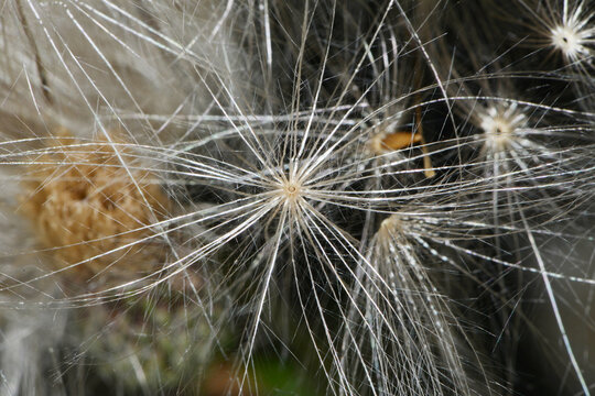 Acker-Distel, Cirsium arvense (L.) Scop, Fruchtstand und Pappus