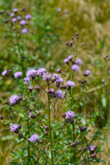 Obraz premium Acker-Distel, Cirsium arvense (L.) Scop, Blüte