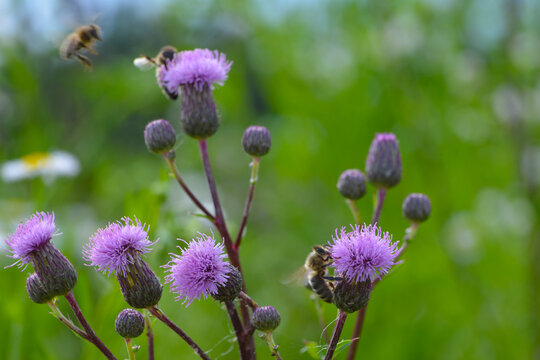 Acker-Distel, Cirsium arvense (L.) Scop, Bl&uuml;te
