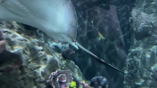 Southern stingray Hypanus americanus gliding above coral reef formations in a large public aquarium tank. Marine wildlife, underwater ecosystem, ocean biodiversity, tropical sea life, aquatic conserva