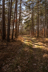 Fototapeta premium Quiet Pine Forest Trail in Spring