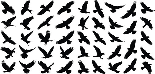 Fototapeta premium Flying Bird Silhouette Collection Set with Various Eagle Hawk Crow Raven Poses Isolated on White Background