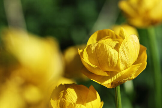 A close-up macro photograph of a vibrant yellow globeflower blooming in a field. The composition showcases a soft blurred background with natural elements, perfect for seasonal marketing, botanical bl
