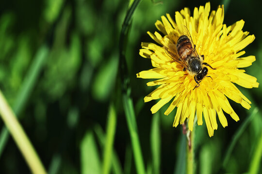 Macro photograph of a single honey bee collecting pollen on a bright yellow dandelion bloom. The image features a vibrant green blurred background with usable negative space for nature websites, ecolo