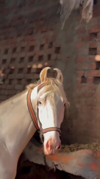 Majestic white marwari horse showcasing unique curved ears in a rustic stable setting captured in this cinematic video footage showing the animal turning its head gracefully while standing under warm 