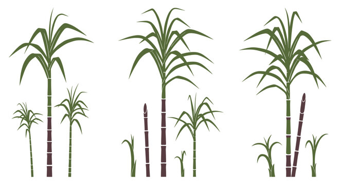 Botanical collection of sugarcane plants showing long green leaves and segmented stalks against white backdrop.