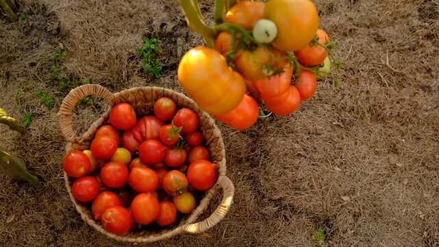 A farmer holds a tomato crop in his garden. Selective focus.