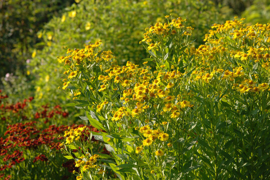 Sonnenbraut, Gew&ouml;hnliche Sonnenbraut, Helenium autumnale, Sonnenbraut-Hybriden, Garten, bl&uuml;hende Staudengruppen