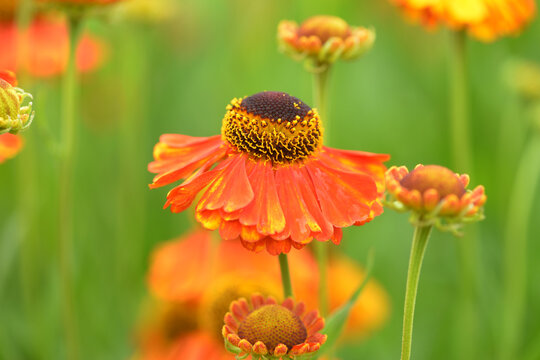 Sonnenbraut, Helenium, Sahin`s Early Flowerer,  Einzelbl&uuml;te, Bl&uuml;tendetail