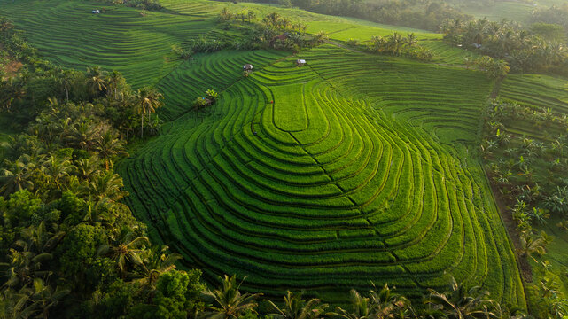 rice terraces bali indonesia