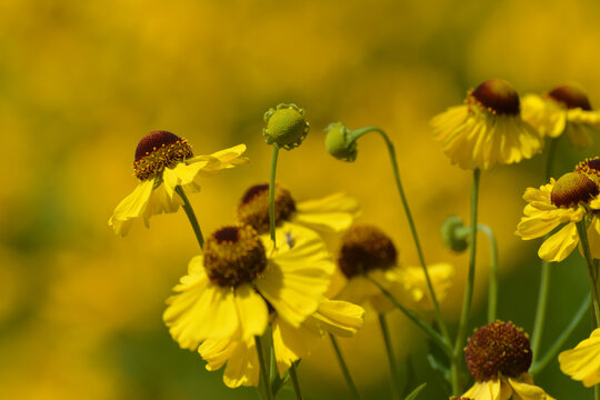 Sonnenbraut, Purpur-Sonnenbraut, Helenium flexuosum,  bl&uuml;hende Einzelpflanzen in einer Pflanzengruppe