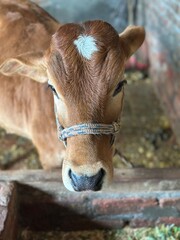 Naklejka premium calf in a barn