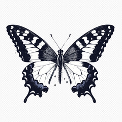 Swallowtail butterfly illustration with detailed wings on transparent background © Anik