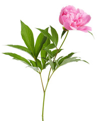 Obraz premium Beautiful pink peony flower with green leaves isolated on white