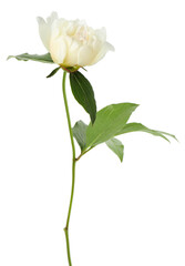 Obraz premium Beautiful peony flower with green leaves isolated on white