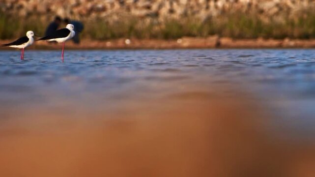 Elegant Black-winged Stilts (Himantopus himantopus) wade in the serene waters of a lake in Bengaluru, Karnataka, India, capturing natural beauty.