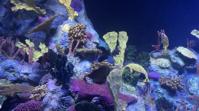 Colorful coral reef aquarium scene with tropical marine fish swimming among coral formations and rocky habitat. Sergeant major Abudefduf saxatilis, moorish idol Zanclus cornutus, reef ecosystem, marin
