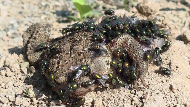 
Front view of a dead toad on the first day of roadkill with swarming green blowflies, macro shot #001

 