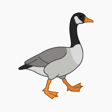 Goose Walking Illustration: A simple cartoon illustration of a goose with gray body, black neck, and orange feet walking.