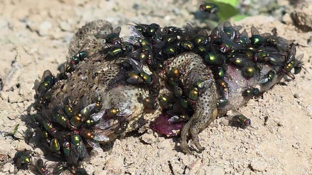 
Front view of a dead toad on the first day of roadkill with swarming green blowflies, macro shot #002

