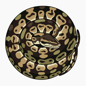 Coiled Serpent: An illustration of a ball python coiled in a perfect circle, showcasing its intricate camouflage pattern.
