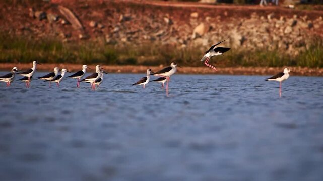 A flock of Black-winged Stilts gracefully wades and flies in the tranquil lake waters of Bengaluru, Karnataka, India, showcasing natural wildlife.