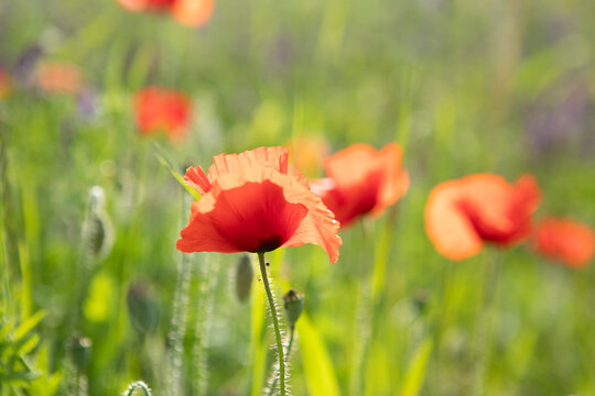 champ de coquelicots 