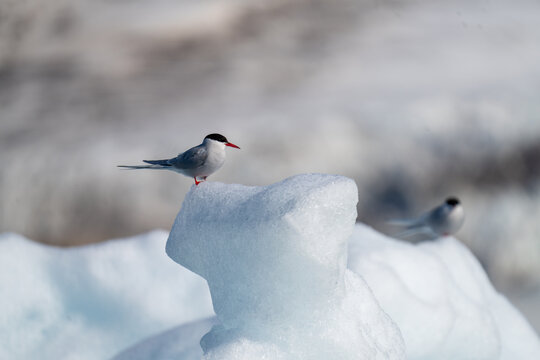 Arctic tern (Sterna paradisaea) perched on an iceberg in Bjornfjorden, Svalbard, Norway