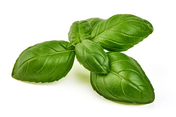 Fototapeta premium Fresh Green Basil Leaves Isolated on White Background