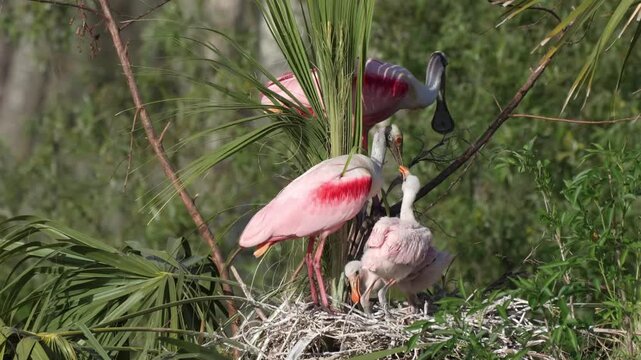 Baby roseate spoonbill chicks in the nest begging for food with both parents