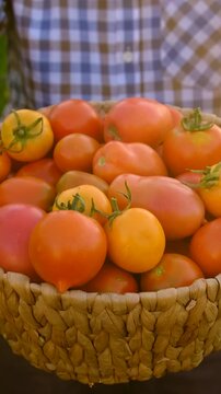 A farmer holds a tomato crop in his garden. Selective focus.