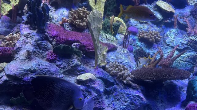 Yellowtail fusilier Caesio cuning swimming through tropical coral reef aquarium habitat with Platygyra brain corals and marine invertebrates. Underwater biodiversity, ocean wildlife, reef ecosystem, a