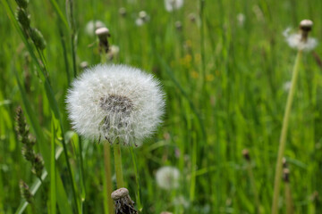 ​A close-up of a white fluffy ball of a ripe common dandelion among lush green grass. Seed umbrellas are visible on the thin stem, ready to scatter in the wind. © Олег Струс