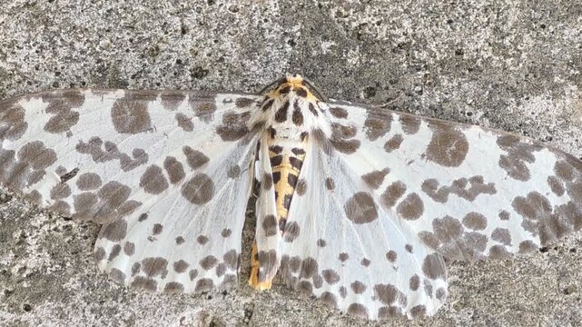 Wild magpie moth resting on concrete with damaged torn wing, concept of survival in nature#001